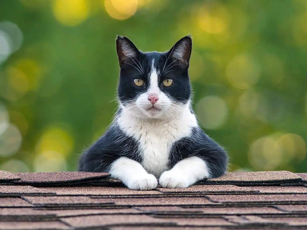 تلاش‌های دیدنی یک گربه برای بالا رفتن از دیوار بلند