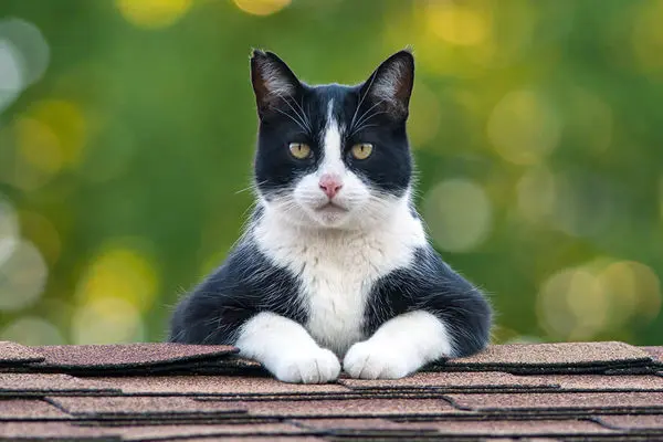 تلاش‌های دیدنی یک گربه برای بالا رفتن از دیوار بلند