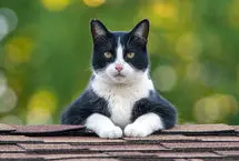 تلاش‌های دیدنی یک گربه برای بالا رفتن از دیوار بلند