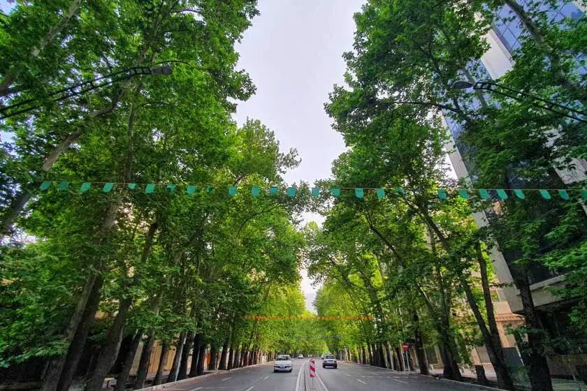 درختان، قربانیان کم‌آبی تهران؛ آفت‌زدگی ۱۰هزار درخت 
