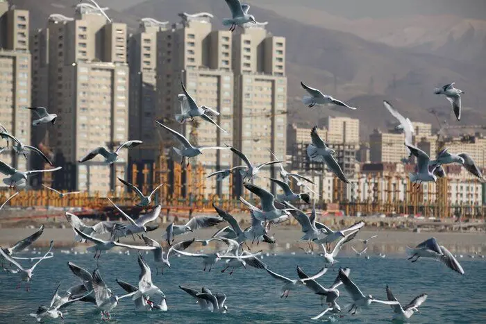 مرگ برخی پرندگان مهاجر در راه تهران
