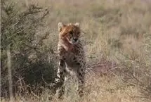 مشاهده مجدد هلیا و توله‌هایش در زیستگاه یوزپلنگ‌های خراسان شمالی