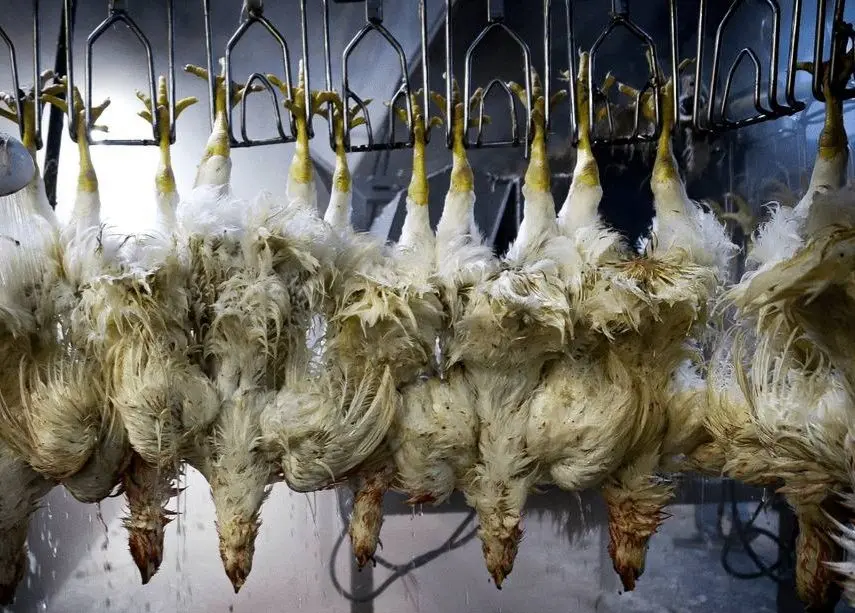 تصاویر؛ کشتارگاه مرغ