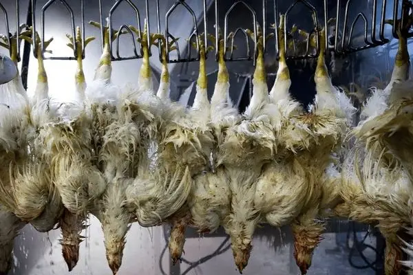 تصاویر؛ کشتارگاه مرغ