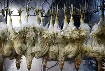 تصاویر؛ کشتارگاه مرغ