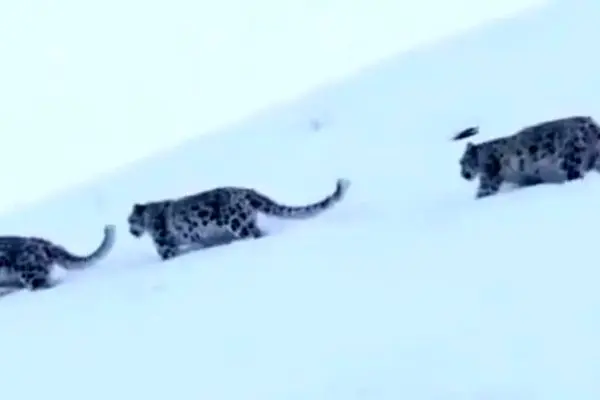 صحنه‌ای نادر و دیدنی از سه پلنگ برفی در یک قاب