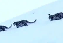 صحنه‌ای نادر و دیدنی از سه پلنگ برفی در یک قاب