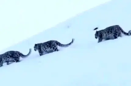 صحنه‌ای نادر و دیدنی از سه پلنگ برفی در یک قاب