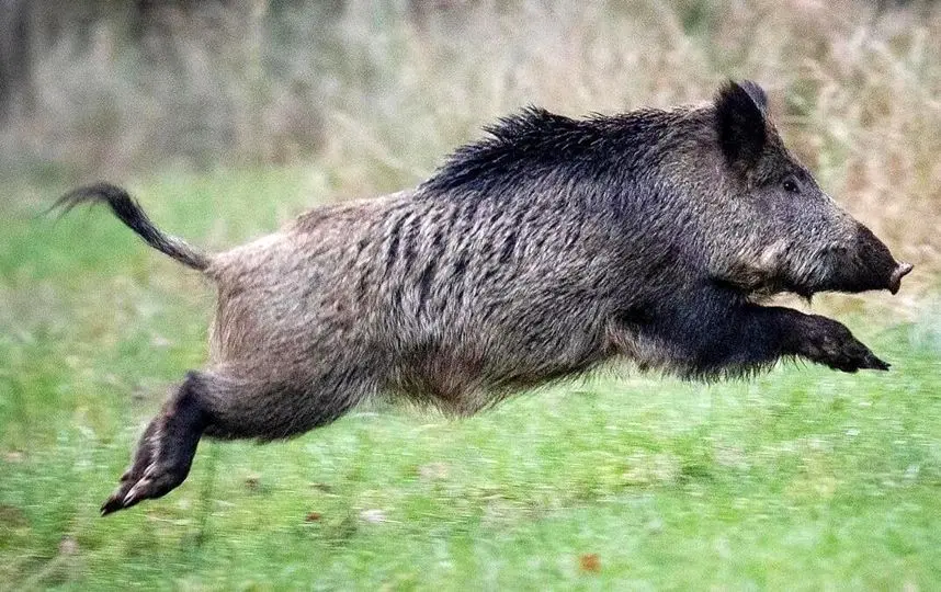 ببینید؛ نجات یک گراز از گودال توسط محیط‌بانان در گرگان