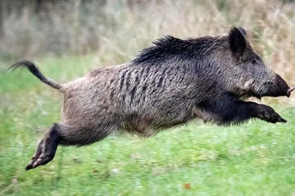 ببینید؛ نجات یک گراز از گودال توسط محیط‌بانان در گرگان