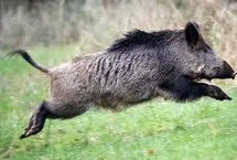 ببینید؛ نجات یک گراز از گودال توسط محیط‌بانان در گرگان