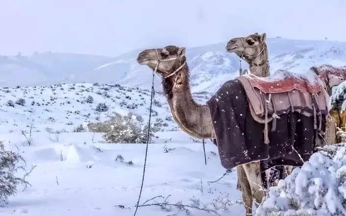 چرا پس از ۳۰ سال عربستان سفیدپوش شد؟