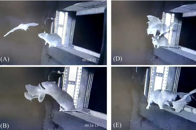 موش‌های قاتل در آسمان! خفاش‌ها حتی در پرواز هم در امان نیستند