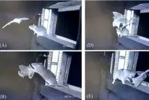 موش‌های قاتل در آسمان! خفاش‌ها حتی در پرواز هم در امان نیستند