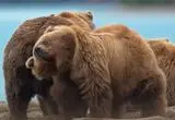 وقتی خرس پالتوی زمستانی‌اش را مرتب می‌کند!