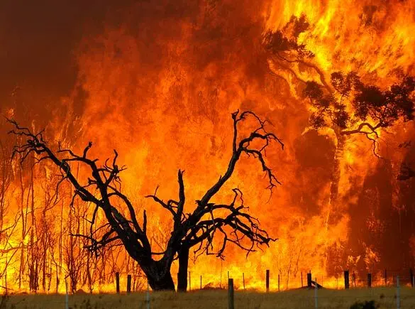 ۹۵ درصد از آتش‌سوزی‌های مناطق بحرانی فارس عمدی است!