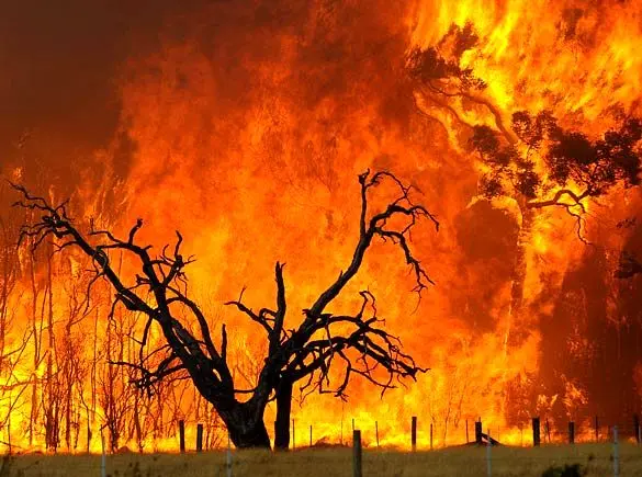 ۹۵ درصد از آتش‌سوزی‌های مناطق بحرانی فارس عمدی است!