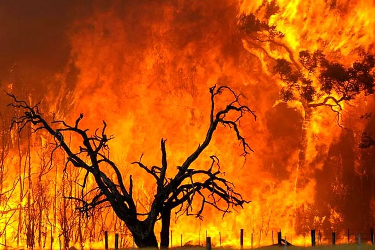 ۹۵ درصد از آتش‌سوزی‌های مناطق بحرانی فارس عمدی است!