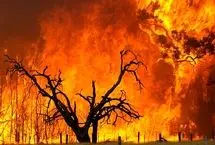 ۹۵ درصد از آتش‌سوزی‌های مناطق بحرانی فارس عمدی است!