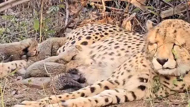 یک یوزپلنگ با به دنیا آوردن پنج توله تاریخ‌ساز شد