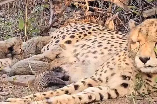 یک یوزپلنگ با به دنیا آوردن پنج توله تاریخ‌ساز شد