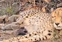 یک یوزپلنگ با به دنیا آوردن پنج توله تاریخ‌ساز شد