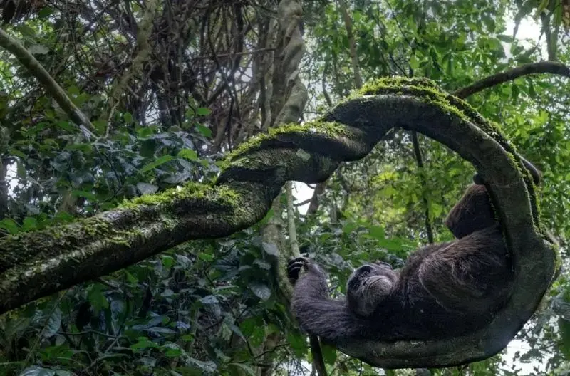 تصاویر حیات وحش ۲۰۲۵