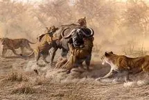 تئاتر واقعی حیات وحش در آفریقا