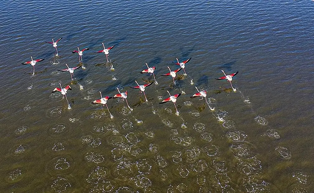 تالاب میانکاله با وجود کم‌آبی میزبان فلامینگوهای مهاجر شد