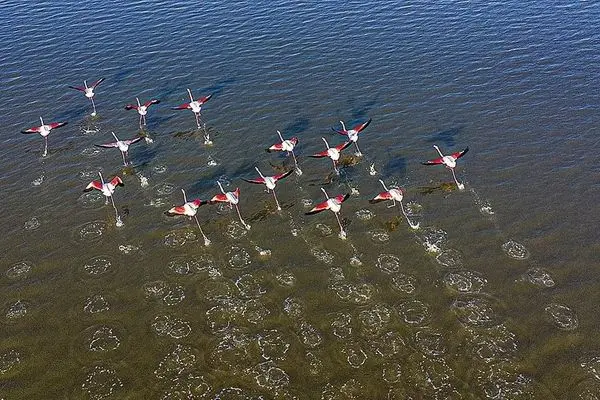 تالاب میانکاله با وجود کم‌آبی میزبان فلامینگوهای مهاجر شد