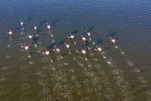 تالاب میانکاله با وجود کم‌آبی میزبان فلامینگوهای مهاجر شد