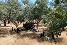 از درپوش بطری تا موشک: پرتغال چگونه چوب‌پنبه را از نو تعریف می‌کند