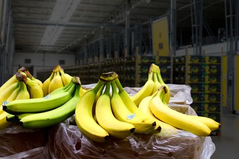 موز ایران از کدام کشورها وارد می‌شود؟