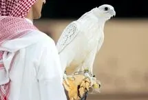تصاویر؛ یک شاهین کمیاب ۳۲ میلیارد تومان فروخته شد