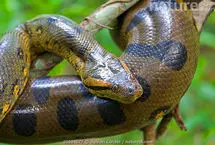 نجات قهرمانانه یک سگ از چنگال مار آناکوندا 