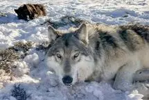 گرگ‌های کانادایی در مسیر تکامل رفتاری