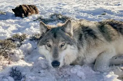 گرگ‌های کانادایی در مسیر تکامل رفتاری