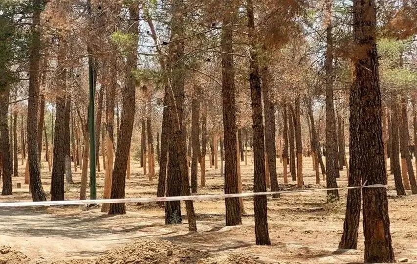 علت خشکیدگی و قطع هزاران اصله درخت در پارک چیتگر چیست؟
