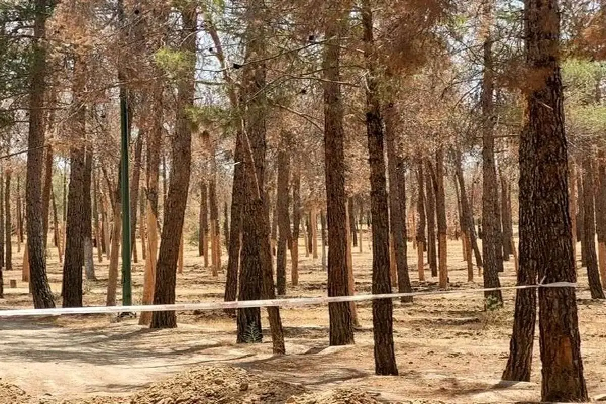 علت خشکیدگی و قطع هزاران اصله درخت در پارک چیتگر چیست؟

