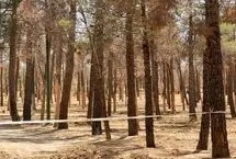 علت خشکیدگی و قطع هزاران اصله درخت در پارک چیتگر چیست؟
