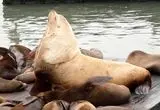 شیر دریایی غول‌پیکر جاذبه گردشگری شد