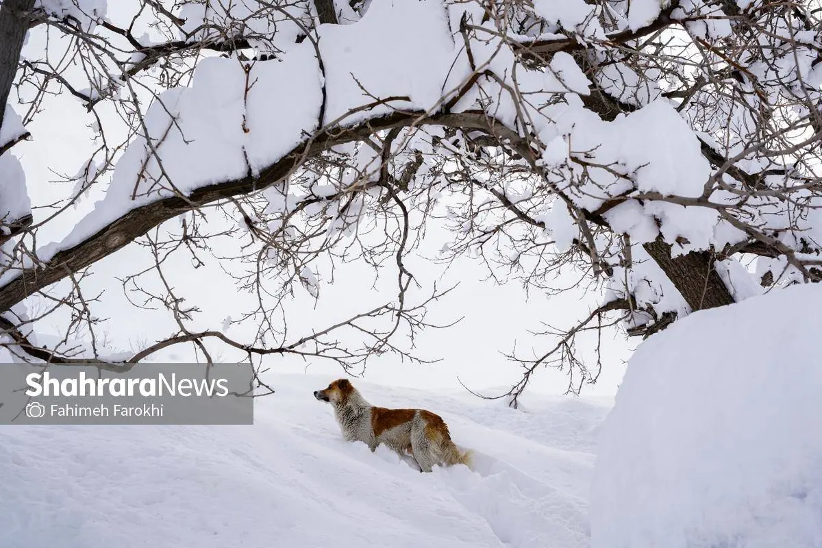تصاویر؛ طبیعت زمستانی روستای کنگ 36