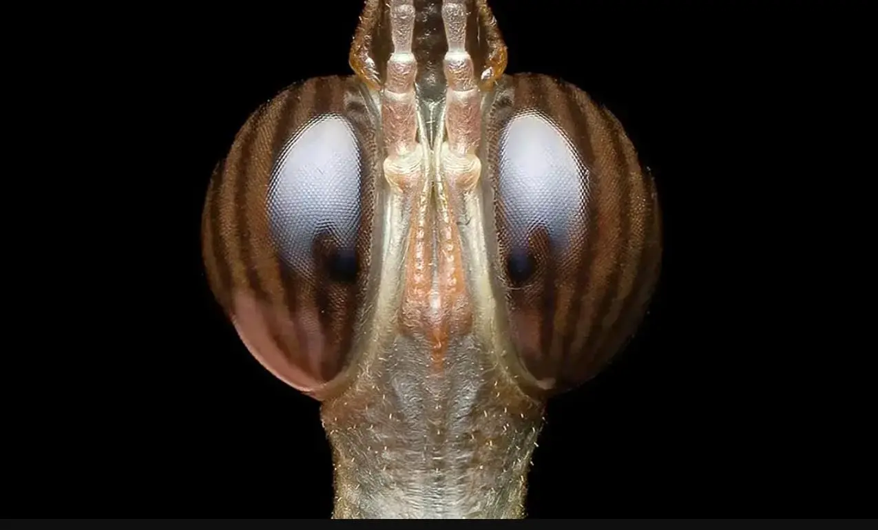 تصاویری از یک حشره نادر به نام «ملخ سَر اسبی»