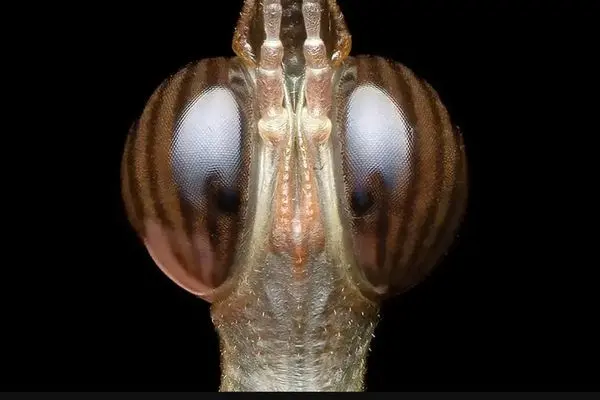 تصاویری از یک حشره نادر به نام «ملخ سَر اسبی»