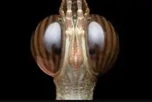 تصاویری از یک حشره نادر به نام «ملخ سَر اسبی»