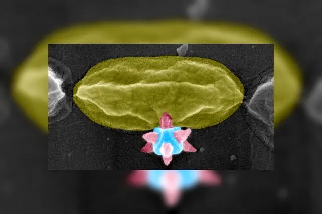 ماده برنده جایزه نوبل، باکتری‌ها را سوراخ می‌کند!