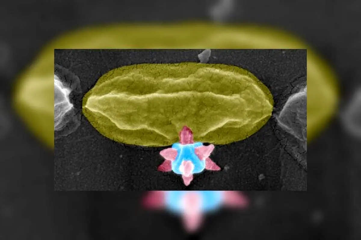 ماده برنده جایزه نوبل، باکتری‌ها را سوراخ می‌کند!