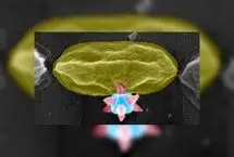 ماده برنده جایزه نوبل، باکتری‌ها را سوراخ می‌کند!