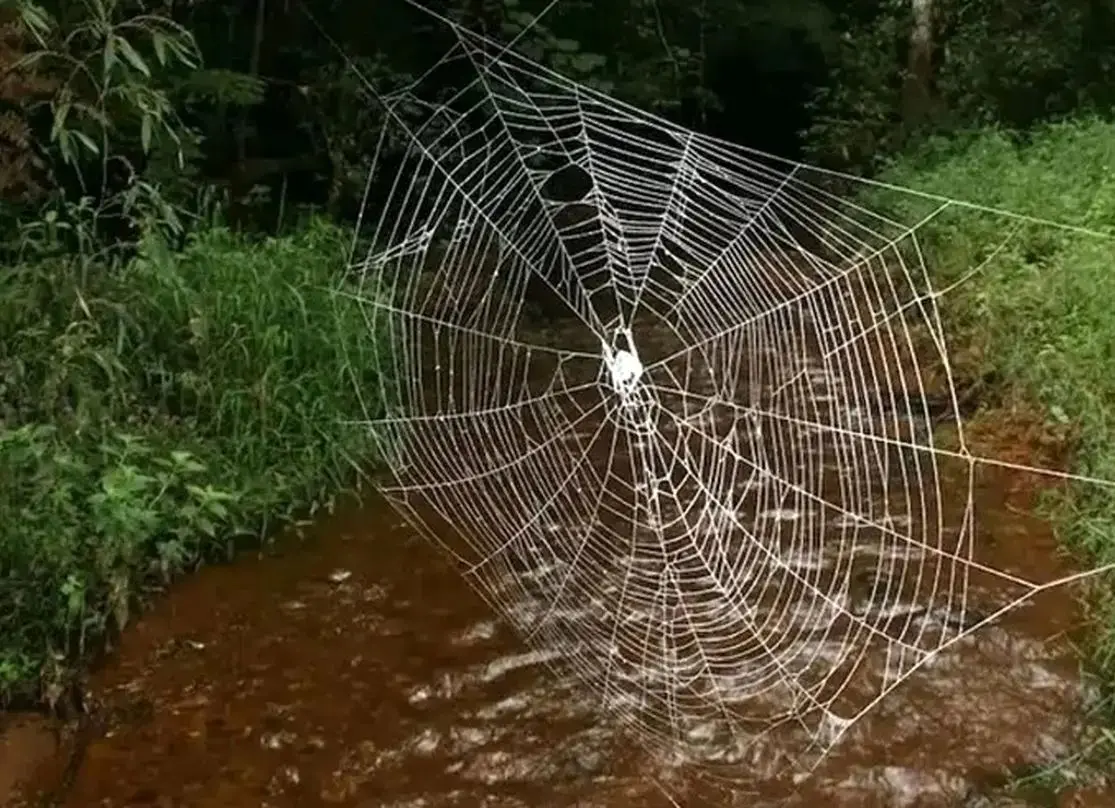 این عنکبوت سازنده بزرگ‌ترین و مقاوم‌ترین تار طبیعی جهان است