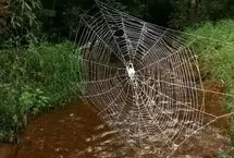 این عنکبوت سازنده بزرگ‌ترین و مقاوم‌ترین تار طبیعی جهان است